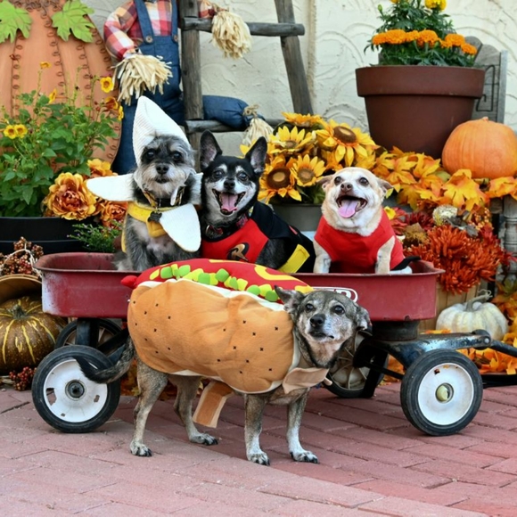 open to see cuties! PET FRIENDLY SELLER ❤🐈‍⬛🐶 - Picture 4 of 5